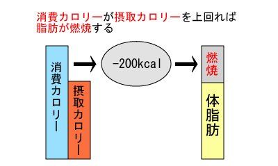 消費カロリー>摂取カロリー