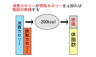 消費カロリー＞摂取カロリー