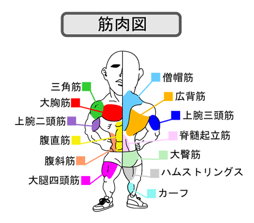 筋肉図